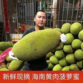 现摘海南特产三亚新鲜树菠萝蜜热带水果15到45斤甜香当季干苞