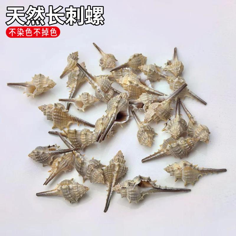 Natural Shell Conch Long-Spined Snail Long-Tailed Spiny Witch Bone Snail Aquarium Micro-Landscape DIY Accessories