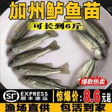 加州鲈鱼苗淡水养殖食用冷水饲料优鲈3号好养路亚本地大口鲈鱼苗