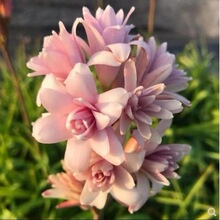 N_NͶֲ҃ͥԺļ׷N