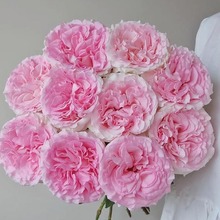 洛神玫瑰鲜花直发粉玫瑰昆地直批办公室家用水养插花包邮
