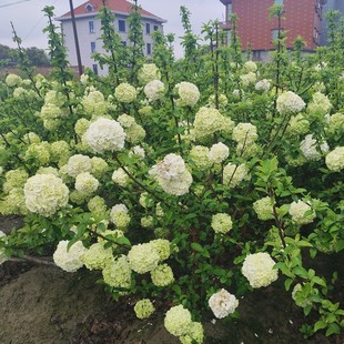Chinese Wood Hydrangea Bucket Ball Single Pole High Pole Cluster Base Straight Hair Can Be Invoiced