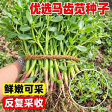 马齿苋种子农家野菜菜籽长寿菜蚂蚱菜籽春秋播种阳台盆栽好发芽