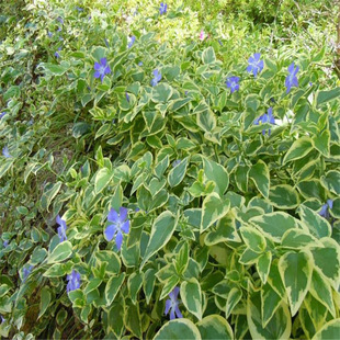 Greening Project Seedlings for Sale, Stereo Greening Preferred, Mosaic Vine, Chinese Ivy, Ivy Potted Plants