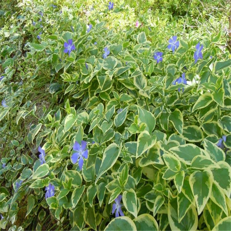 Продажа озеленения инженерных саженцев трехмерное озеленение предпочтительных цветов и листьев винограда китайский Плющ горшечные растения