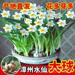 Zhangzhou Narcissus Bulb Potted Water-Cultured Green Plant Florals Four-Season Cold-Resistant Balcony Double-Petaled Narcissus Hydroponic Plant