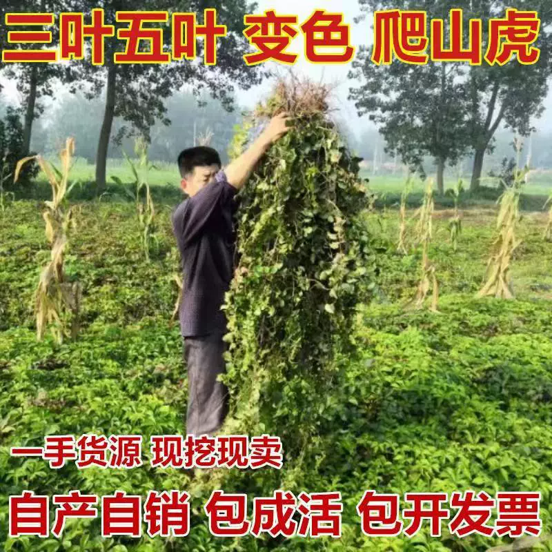 Вьющаяся растение для улицы, для двора, в горшке, с тремя и пятью листьями, не выпадающее листьями в любое время года.