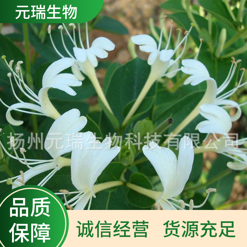 厂家供应双黄连原料金银花提取液日化用品金银花原料植物提取液