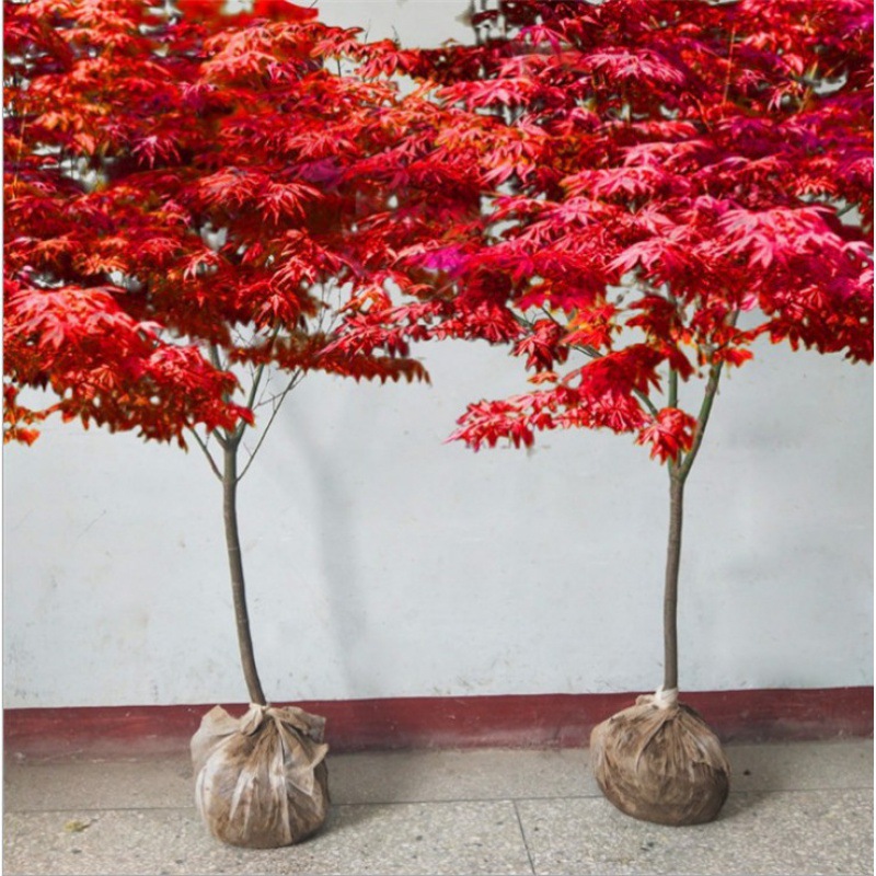 日本红枫树苗多季中国红庭院紅舞姬绿化植物苗木绿化苗木风景树