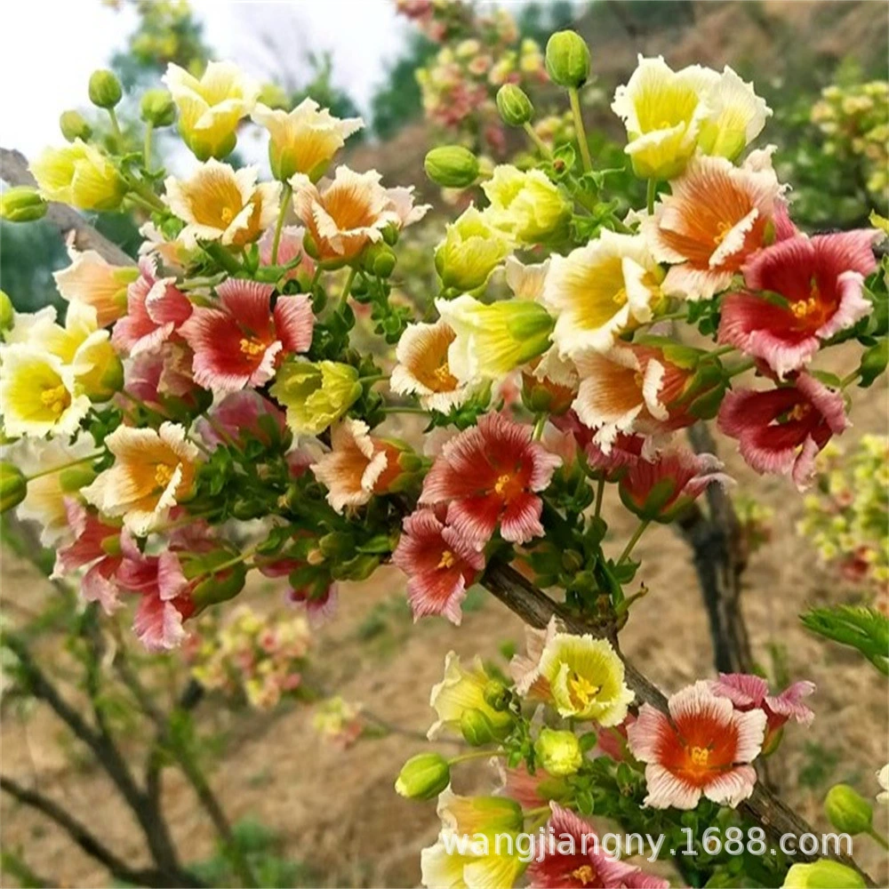 Лучжоу-аромат Вэнь Гуань Хуа саженец в горшках крытый и открытый балкон двор декоративные цветы зеленый посадка хорошее выращивание многолетних растений