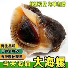海螺鲜活野生新鲜大海螺包邮海鲜水产贝类野生现挖花螺全国包邮无