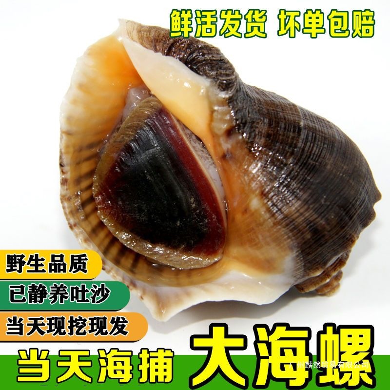 海螺鲜活野生新鲜大海螺包邮海鲜水产贝类野生现挖花螺全国包邮无