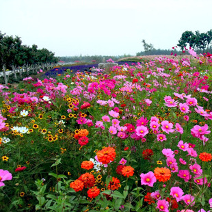 Cold-Resistant and Drought-Resistant Wildflower Combination Seeds, Various Flower Seeds, Sowing and Blooming in All Seasons, Easy to Live in the Courtyard in Spring