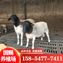 绵羊杜泊绵羊育肥羊4-8个月的杜寒杂交羊一只