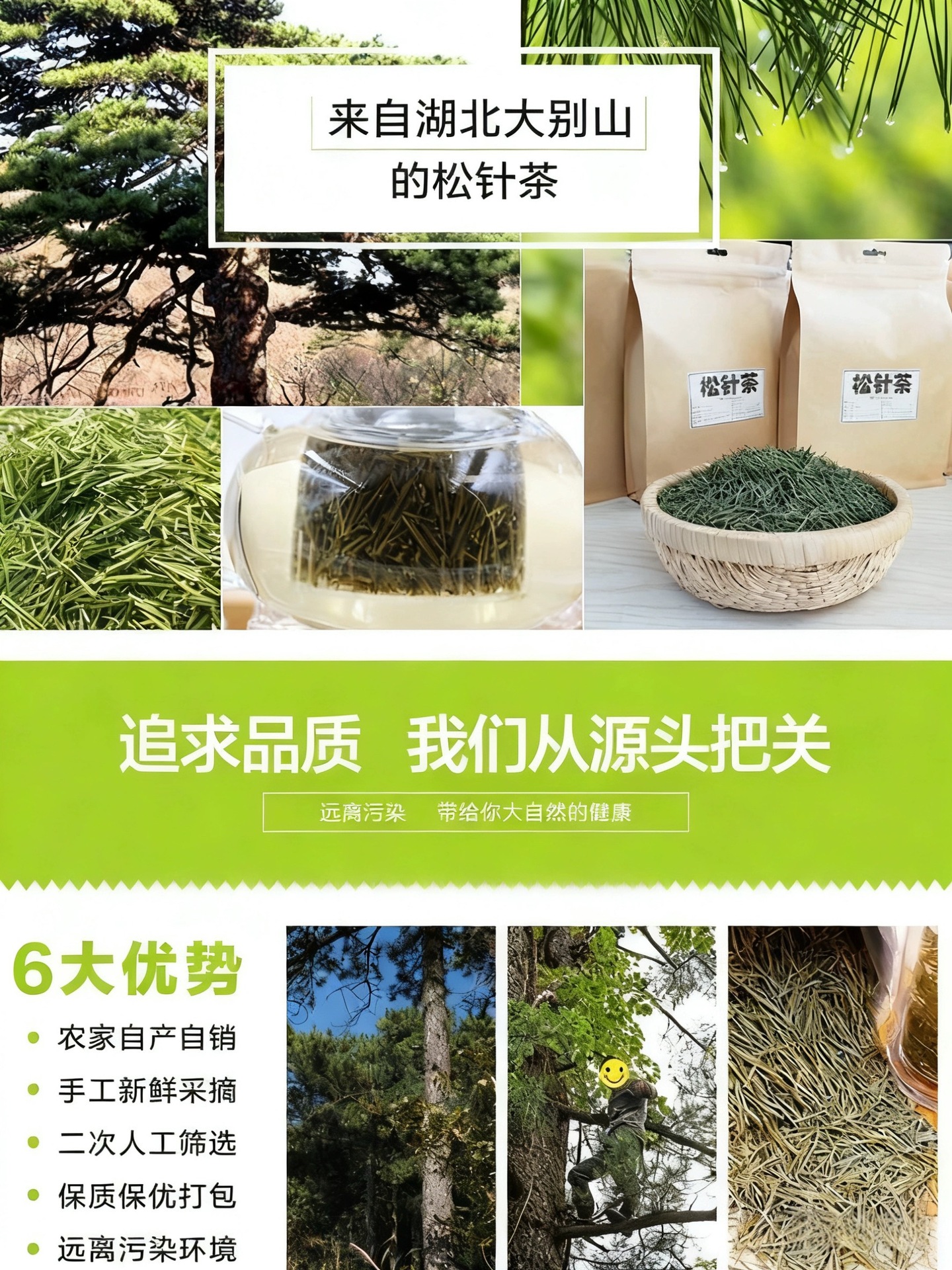 大别山野生松针茶松茶深山采摘马尾松叶茶泡茶干松针干松针松针粉-阿里巴巴