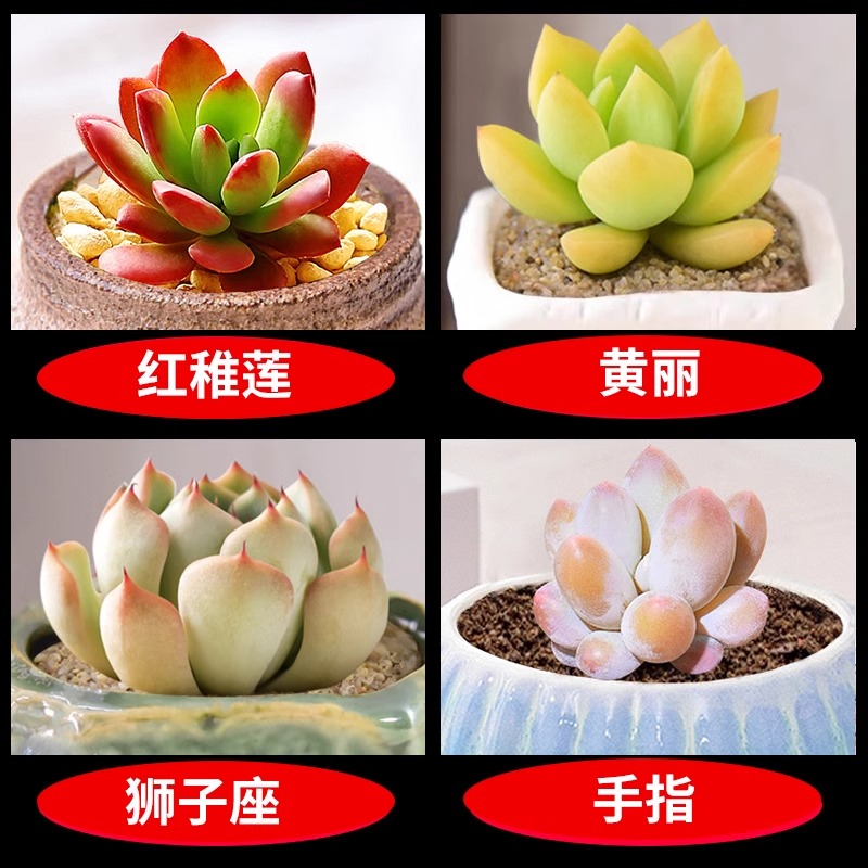 붉은 연꽃 + 노란 꽃 + 레오 + 손가락