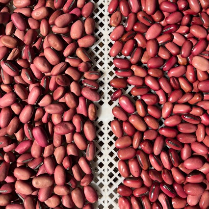 Magic Bean Knife Bean DIY Handmade Knife Bean Plant Craft Accessories Knife Bean Earrings Raw Materials