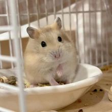 �W�t��z������С�}��:�Ѵ����罡���o�n��ë�p�x��ĸ9.9�ͻ\��