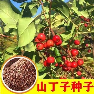 �²�ɽ���ӷN��Ұ�O����Ұ��ɽ�G�Ә����ľ�Ѽ޽��O������ľ