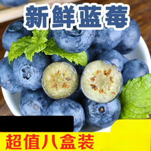 新鲜蓝莓鲜果颗颗大果孕妇宝宝辅食蓝梅水果批发2盒4盒8盒
