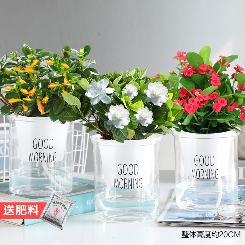 [꽃세트 3화분] 금붕어꽃 + 치자나무 + 철베고니아 + 무료비료