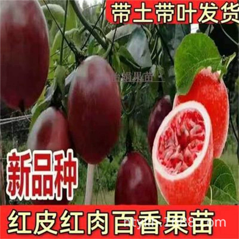 Маракуйя Рассада Красная Кожа Красный Мясо Байян Красный Baijinba Маракуйя Рассада Бассейн Посадка Четыре Сезона Результаты Года