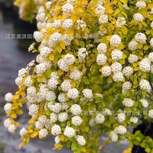 շN ~ɽ齑շNӰlѿƷNRȫ߳ѿ