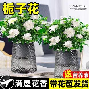 Hydroponic Gardenia Potted Plant Blooms in All Seasons with Buds, Easy to Grow Indoor Jasmine Flower, Jiu Li Fragrant Green Plant