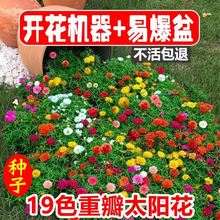 ɫذ̫ꖻN19ɫļ_׻ͥԺ@Nļ