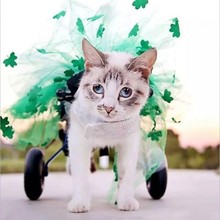 ����С؈��݆��܇�����o��܇����܇��֫����؈����܇֧���p����