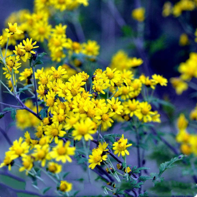 Semillas de flores, semillas de flores.