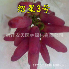 红国王葡萄苗大苗果树果苗爬藤巨峰树苗葡萄树苖南方种植绍兴3号