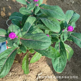 ǧ�ռt�������ռtǧ�շ۰��ռt������ͥԺ���ܾGֲ��ͥԺ�̨�_��