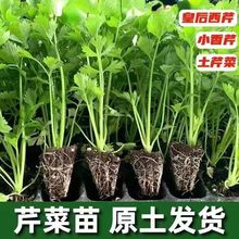 �ʺ��۲����������۸�������߮a�ļ��ﶬ�����̨ͥԺ�߲��玧��