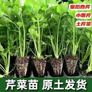 �ʺ��۲����������۸�������߮a�ļ��ﶬ�����̨ͥԺ�߲��玧��
