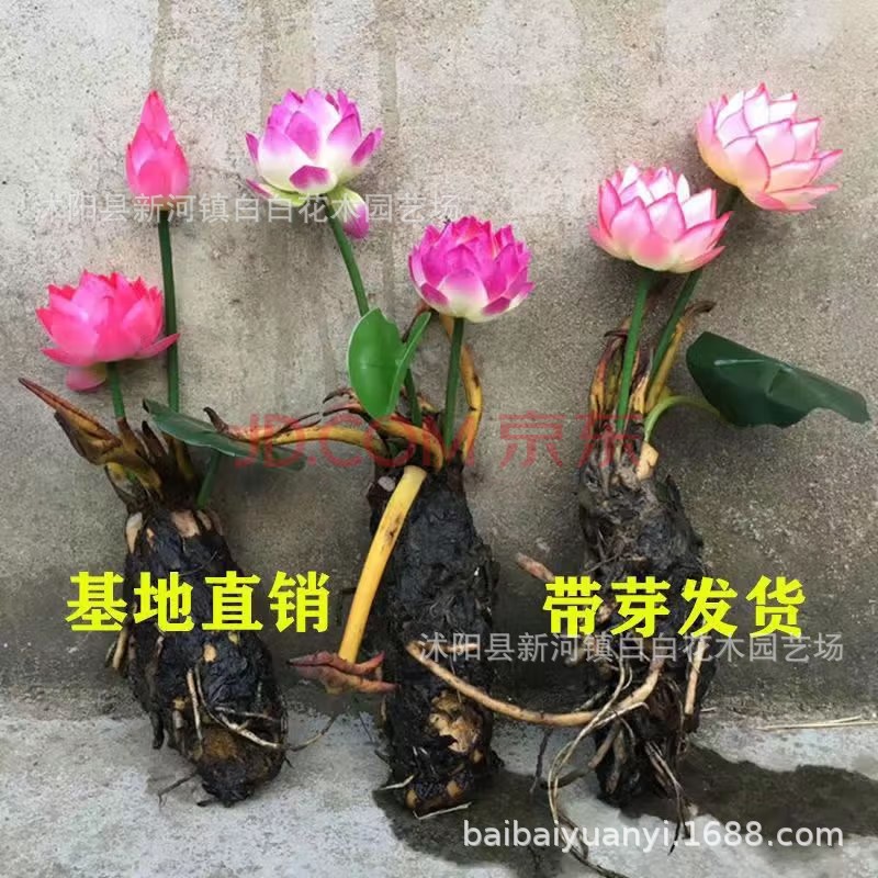 大睡莲根块四季水生花卉植物花苗水培碗莲荷花睡莲根茎鲜花盆栽苗