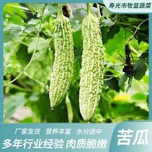 苦瓜5斤农家自种凉瓜苦瓜脆嫩营养蔬菜山东产地现摘现发当季