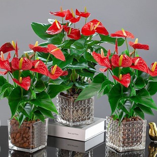 Hydroponic Anthurium and White Palm Potted Plants Are Smooth Sailing, Flower Plants Are Easy to Grow Indoors, and Green Plants Are Lucky and Bloom in All Seasons