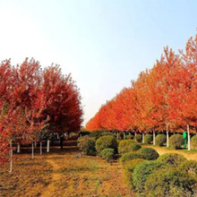 红枫落叶树种适用于道路公园庭院观赏树树形优美量大从优