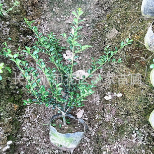 ���lɫ�KС�����׶��� ���׶��౭��������� ���ϱ����|�����C