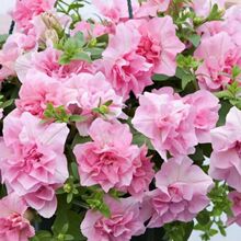 �羳�ذ갫��ţ���N���ļ����׷N��_����ͥԺ�ֲ̨�ﻨ�ܻ���