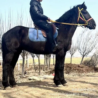 半血马怎么卖的 云南哪里有养马场吗 一匹纯血马要多少钱