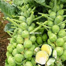 孢子甘蓝种子小型芽球包心菜种籽抱子甘兰春夏季阳台盆栽蔬菜种孑