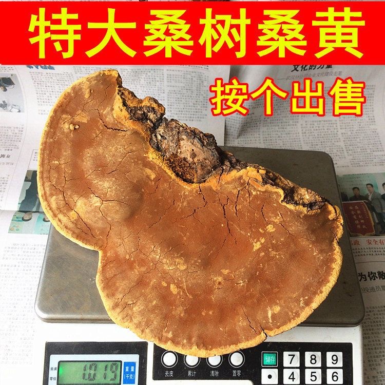 西藏桑黄个500g克70年野生大块滋补可打粉桑树金边桑黄灵芝菌整枝