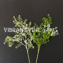 ����Gֲ������ɭϵ��c������ˇܛ�b�͏d�zӰ�廨�[�����Q���l