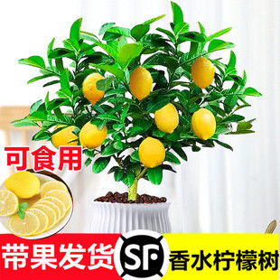 ˮʘԎʳϘ͏d̨Gֲļˮ