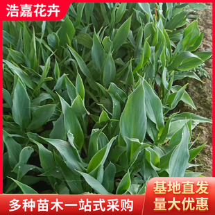 Aquatic Iris, Aquatic Banana Plant Potted Plant, Yellow Calamus Greening Seedlings, Evergreen Flower Engineering Greening