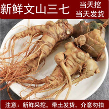 文山三七生三七云南文山新鲜三七产地直销现挖现发产地发真空包装