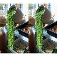 一件代发多肉植物珍珠吊兰盆栽室内花卉 佛珠吊兰 净化空气阳台绿