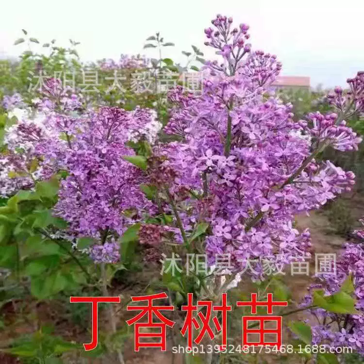 Сиреневые саженцы оптом Зеленые саженцы одноствольный кластер сиреневый цветочный сад декоративные цветы Большие выгодно